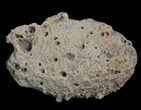Ankylosaur Scute - Alberta (Disposition #-) #67596-1